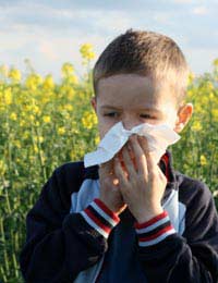 Hay Fever Allergy Pollen Grass Trees